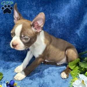 Bear, Boston Terrier Puppy