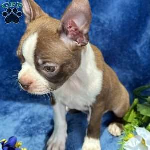 Bear, Boston Terrier Puppy