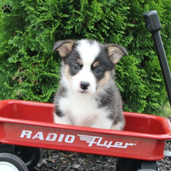 Eyore, Pembroke Welsh Corgi Puppy