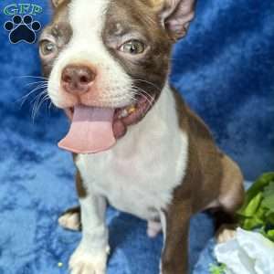 Bear, Boston Terrier Puppy