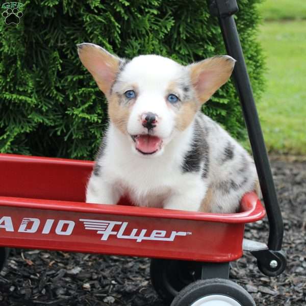 Kanga, Pembroke Welsh Corgi Puppy