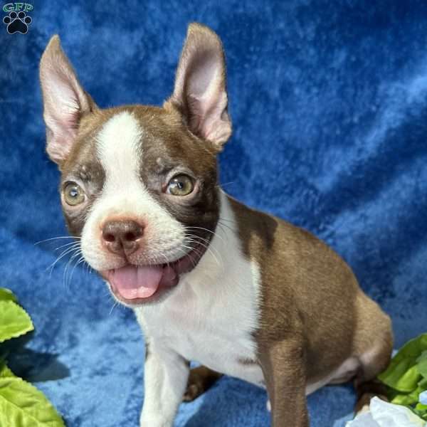 Bear, Boston Terrier Puppy