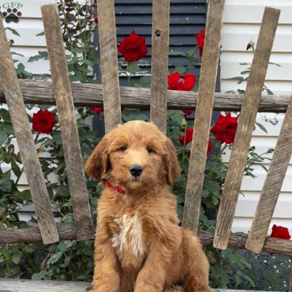 Micah, Goldendoodle Puppy