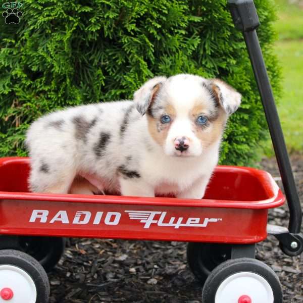 Rabbit, Pembroke Welsh Corgi Puppy