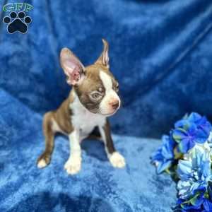 Bear, Boston Terrier Puppy