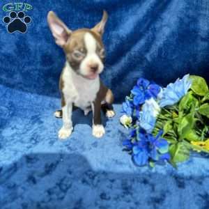 Bear, Boston Terrier Puppy