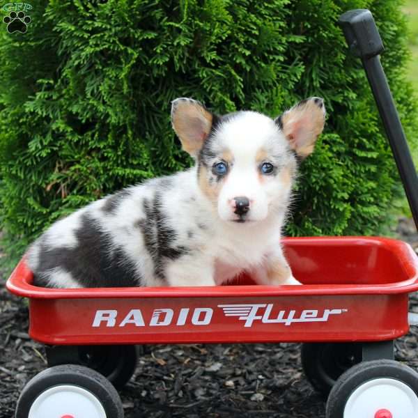 Owl, Pembroke Welsh Corgi Puppy