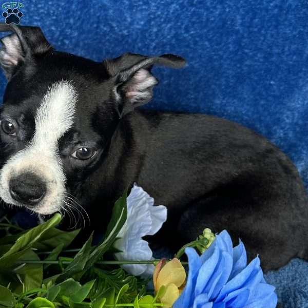 Brody, Boston Terrier Puppy