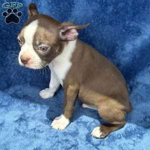 Bear, Boston Terrier Puppy