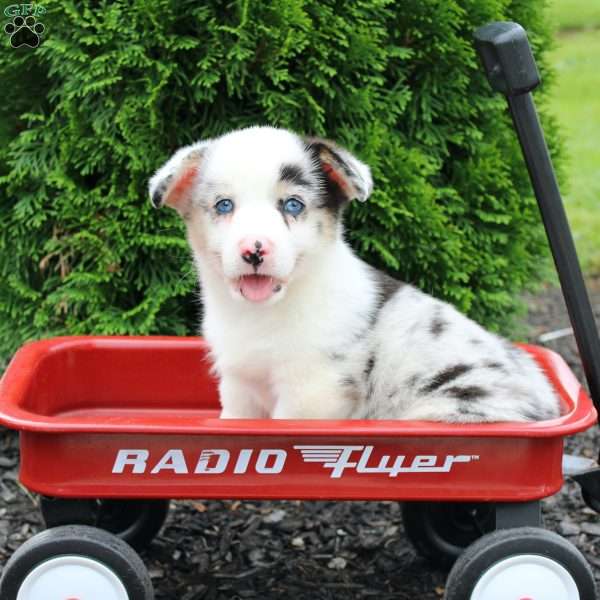 Christopher, Pembroke Welsh Corgi Puppy