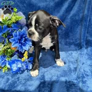 Beau, Boston Terrier Puppy