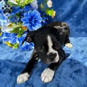 Beau, Boston Terrier Puppy