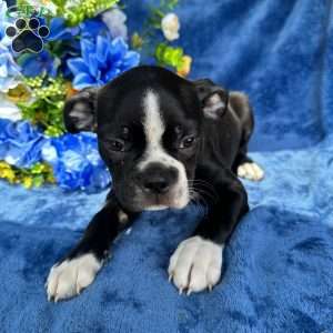 Beau, Boston Terrier Puppy