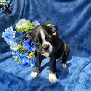 Beau, Boston Terrier Puppy