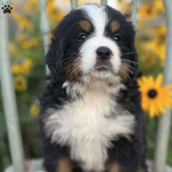 Mimi, Bernese Mountain Dog Puppy