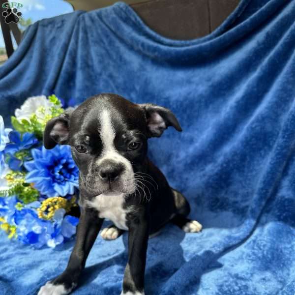 Beau, Boston Terrier Puppy