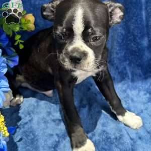 Beau, Boston Terrier Puppy