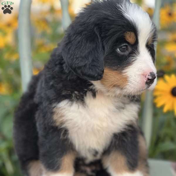 Milky, Bernese Mountain Dog Puppy