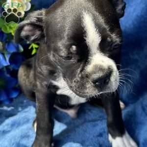 Beau, Boston Terrier Puppy