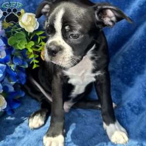 Beau, Boston Terrier Puppy