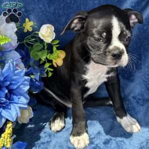 Beau, Boston Terrier Puppy