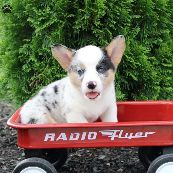 Robin, Pembroke Welsh Corgi Puppy