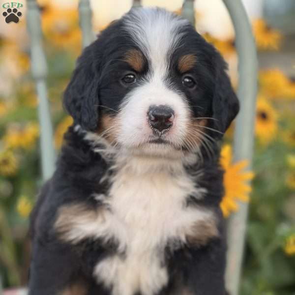 Maggie, Bernese Mountain Dog Puppy