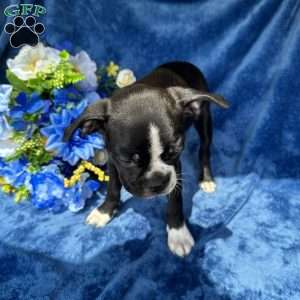 Beau, Boston Terrier Puppy