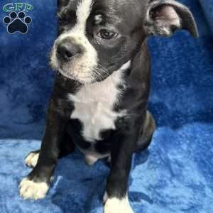 Beau, Boston Terrier Puppy