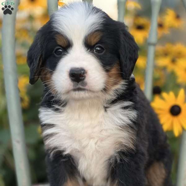 Muffin, Bernese Mountain Dog Puppy