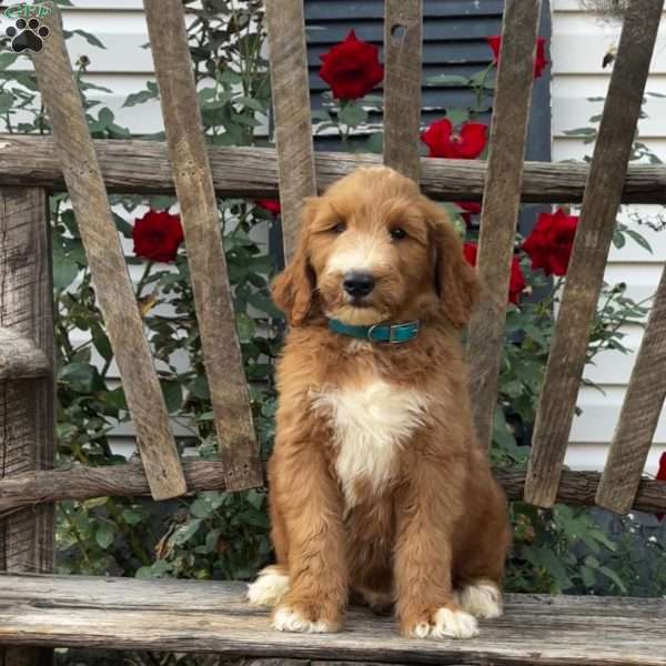 Milo, Goldendoodle Puppy