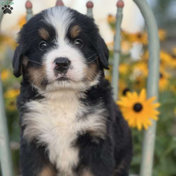 Marcus, Bernese Mountain Dog Puppy