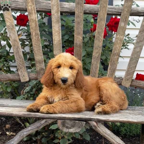 Misty, Goldendoodle Puppy