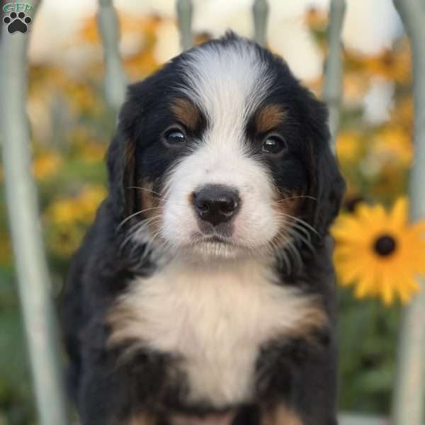 Miko, Bernese Mountain Dog Puppy