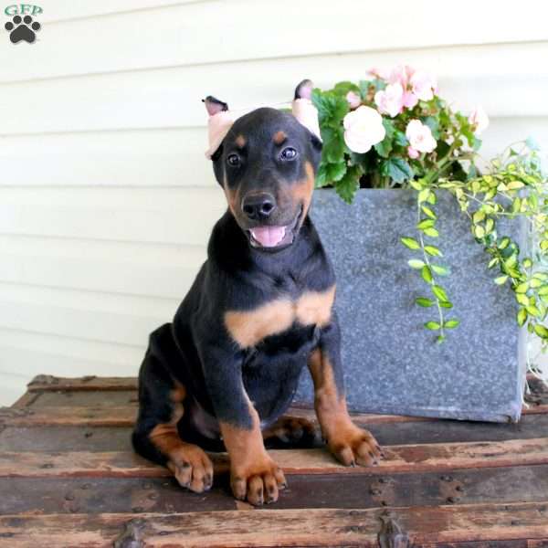 Bear, Doberman Pinscher Puppy