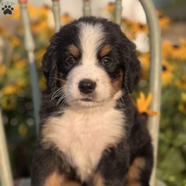 Matt, Bernese Mountain Dog Puppy