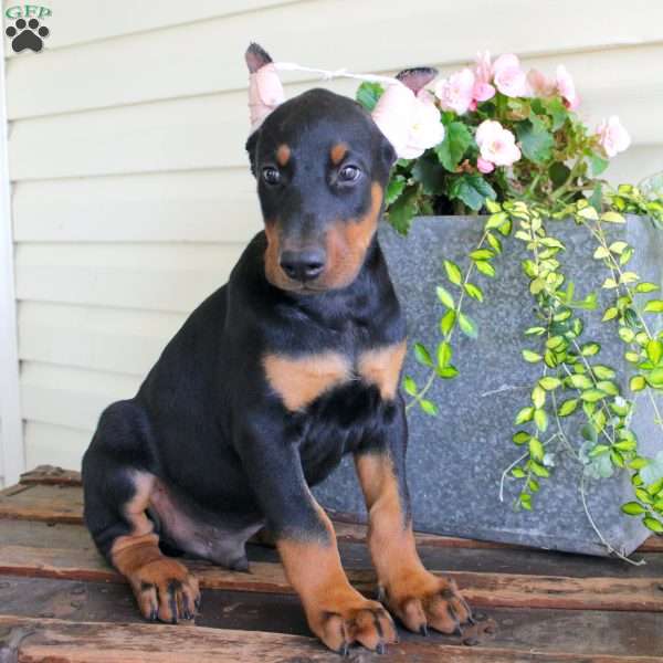 Brady, Doberman Pinscher Puppy