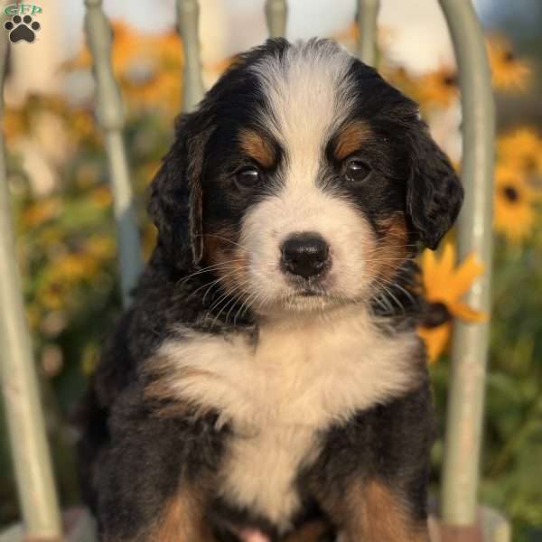 Milo, Bernese Mountain Dog Puppy