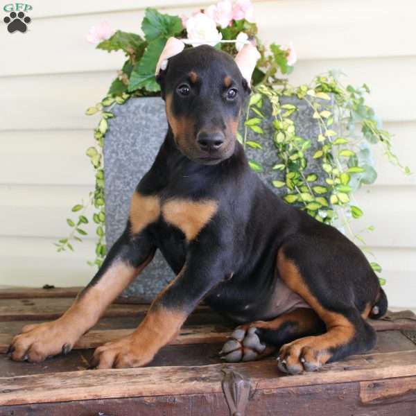 Brooke, Doberman Pinscher Puppy