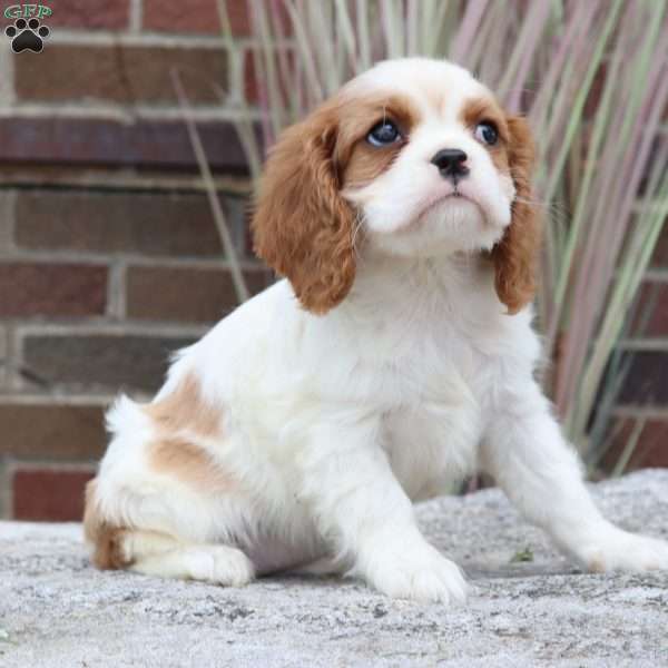 Daffodil, Cavalier King Charles Spaniel Puppy