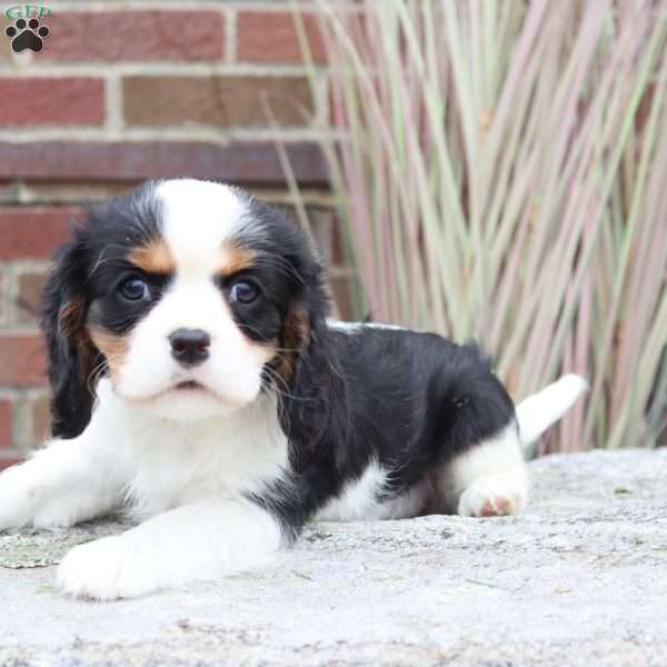 Dahlia, Cavalier King Charles Spaniel Puppy