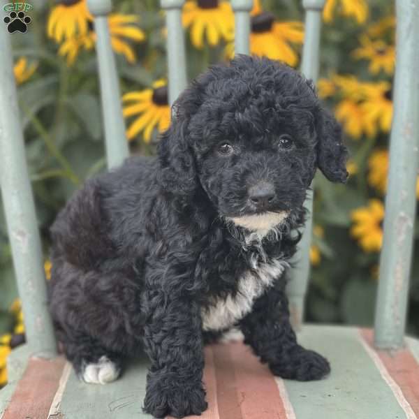 Duffie, Miniature Poodle Puppy