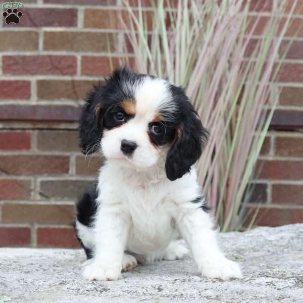 Daisy, Cavalier King Charles Spaniel Puppy