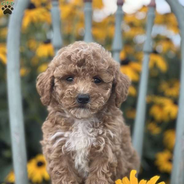 Dream, Miniature Poodle Puppy