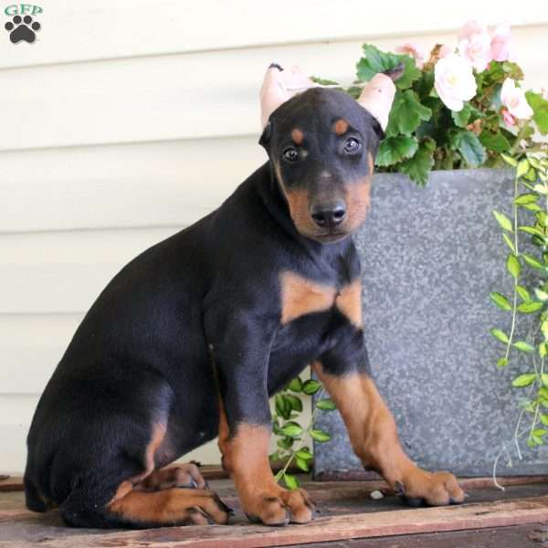 Barbara, Doberman Pinscher Puppy