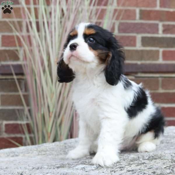 Danny, Cavalier King Charles Spaniel Puppy