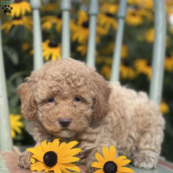 Drew, Miniature Poodle Puppy