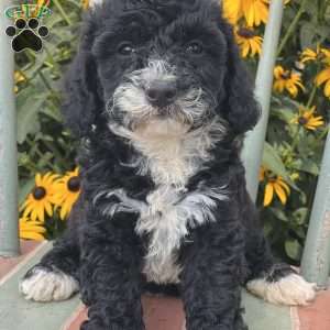 Dudu, Miniature Poodle Puppy