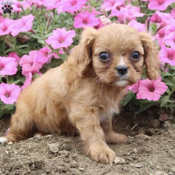 Barbie, Cavalier King Charles Spaniel Puppy