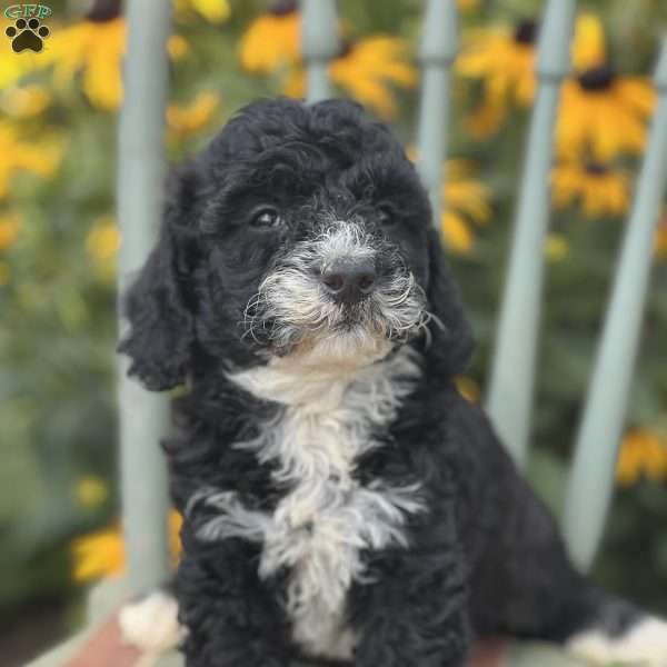 Dudu, Miniature Poodle Puppy